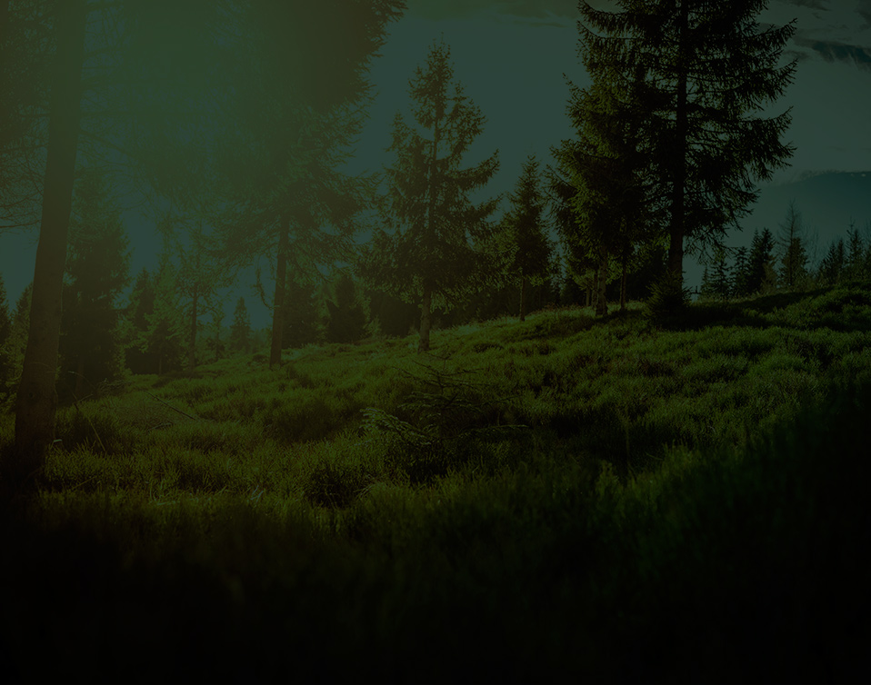 En campingplads på Sjælland for børn